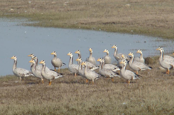 Pong Lake Sanctuary